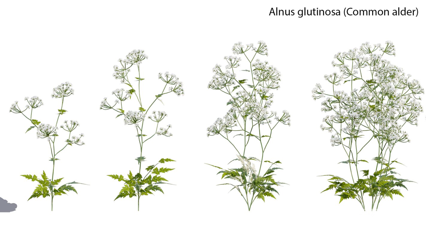 Collection 14 – English Garden Image 9