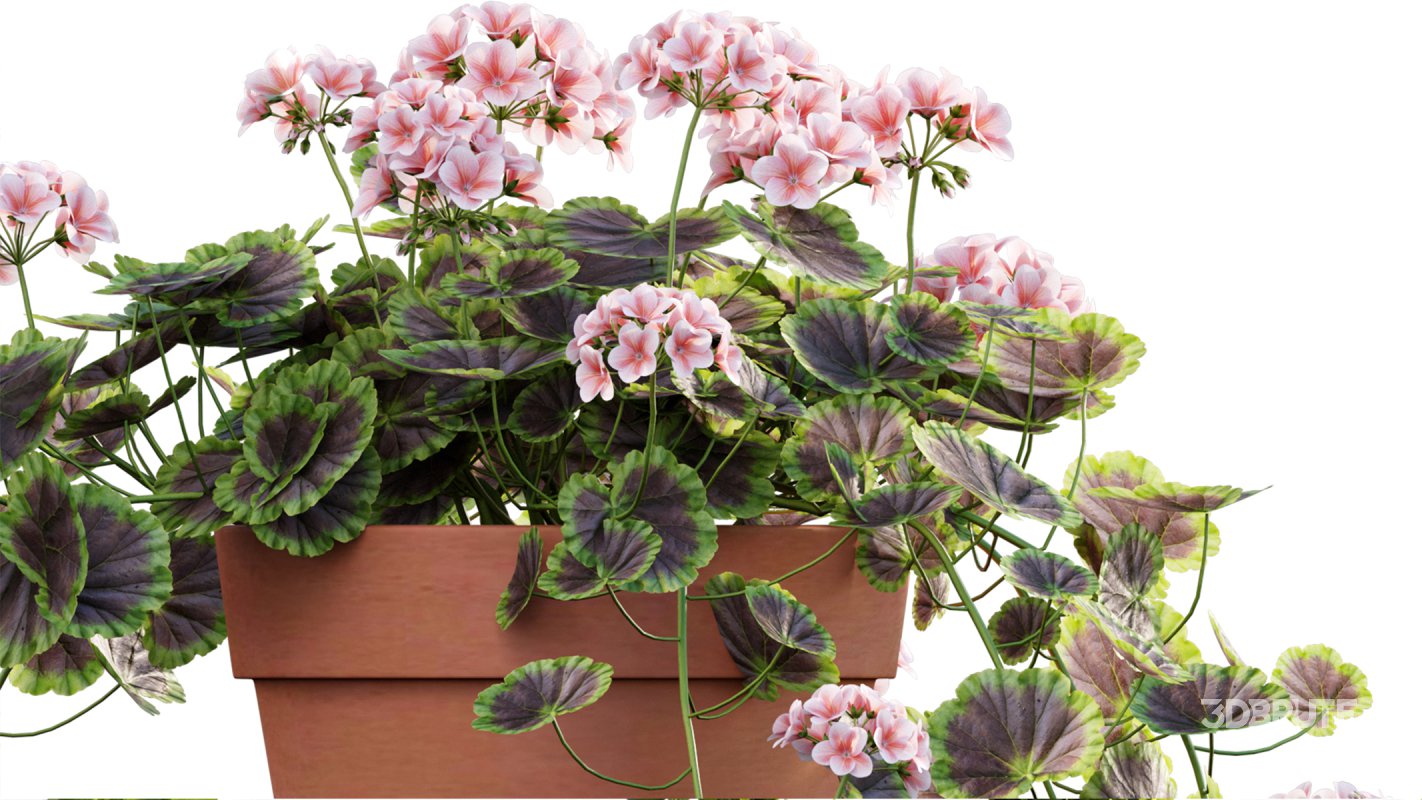 Collection 07 – Central America Garden Image 15