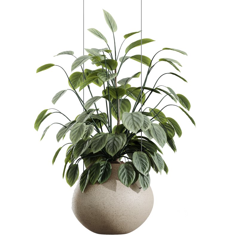 AV House Plants Ficus lyrata Fiddle Leaf Fig Moraceae Image 3