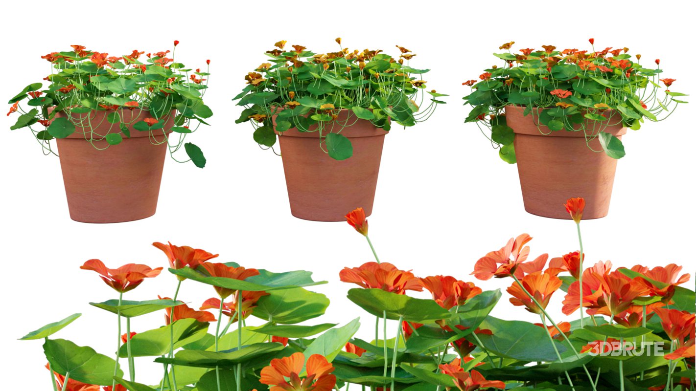 Collection 07 – Central America Garden Image 19