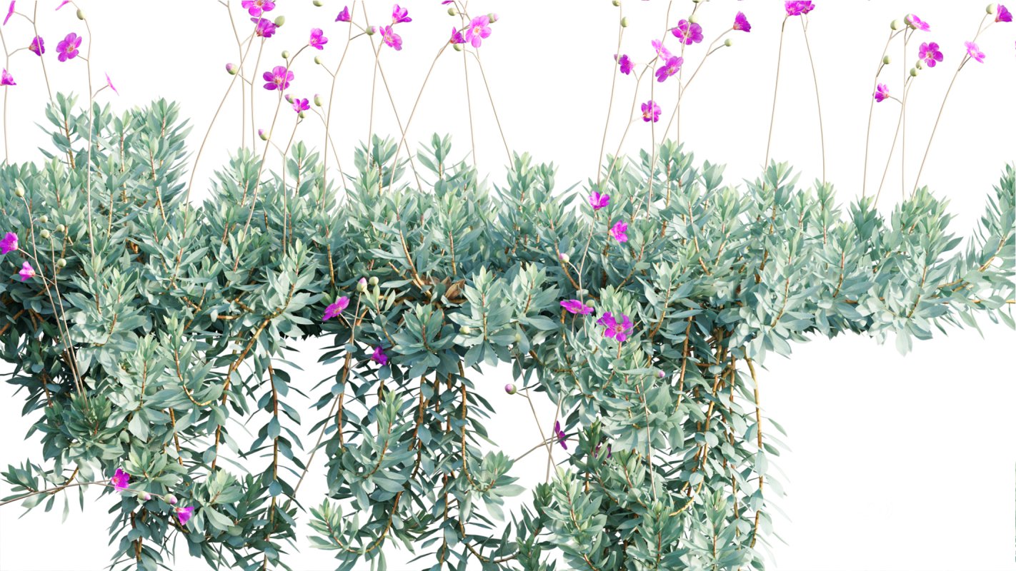 Collection 11 – Ground cover – Vines and Creepers Image 18