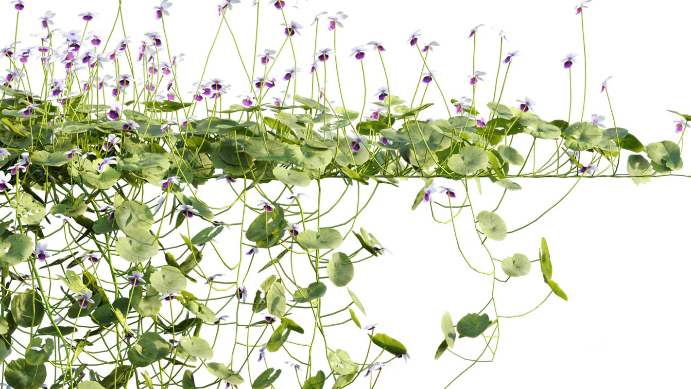 Collection 11 – Ground cover – Vines and Creepers Image 44