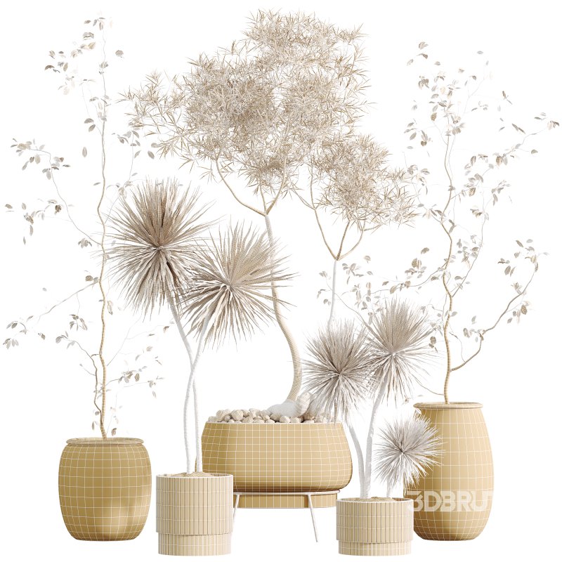 AV Indoor Plants Set 342 Ficus Marginata and Yucca Rostrata and Japandi Ficus Image 11