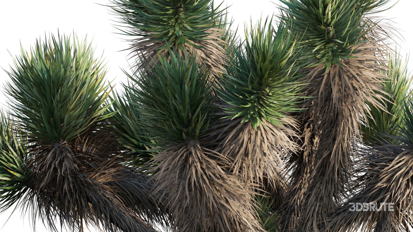 Collection 12 – Desert Garden Image 37