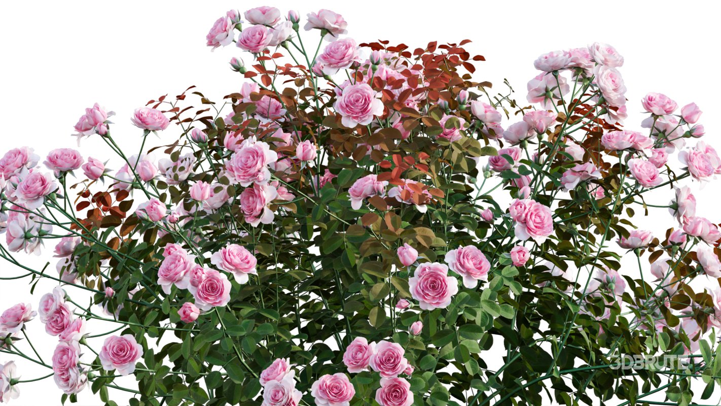 Collection 08 – Rose Garden Image 8