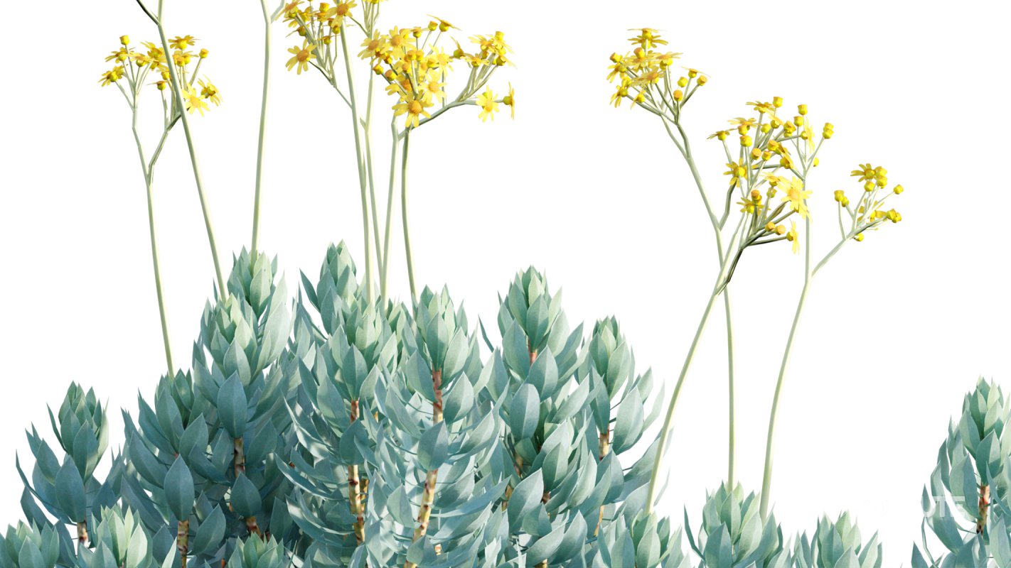 Collection 11 – Ground cover – Vines and Creepers Image 41