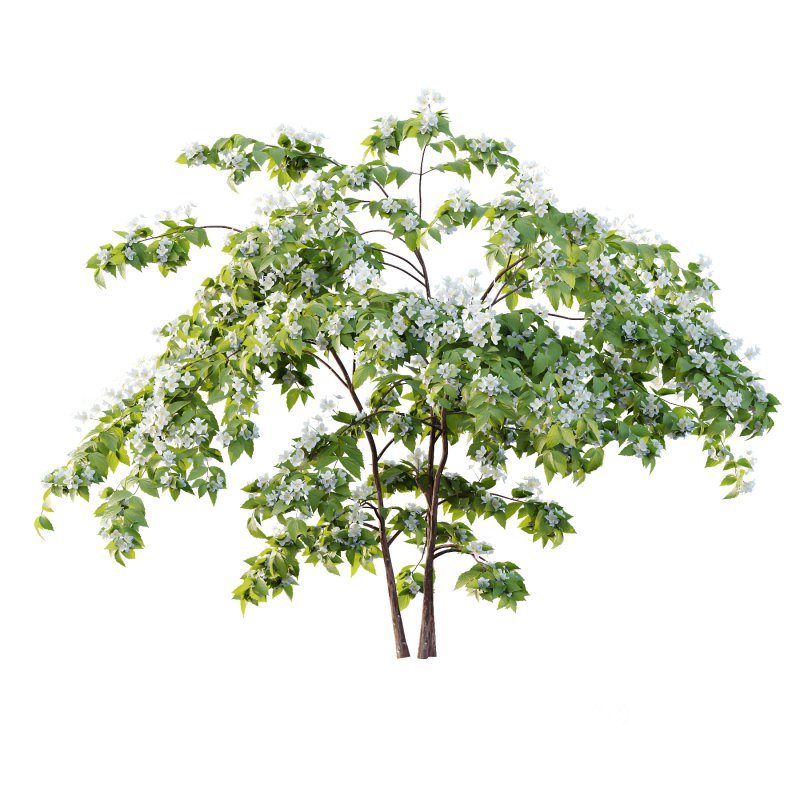 Philadelphia Bush 02 Image 1