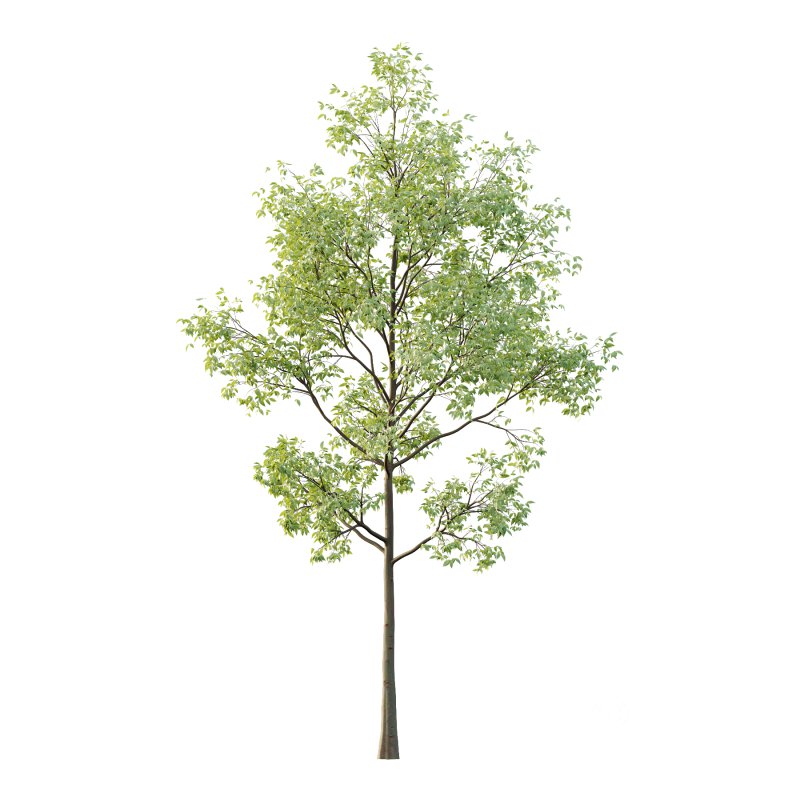 Celtis australis Tree 02 Image 4