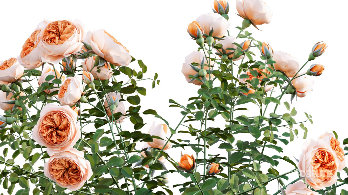 Collection 08 – Rose Garden Image 24