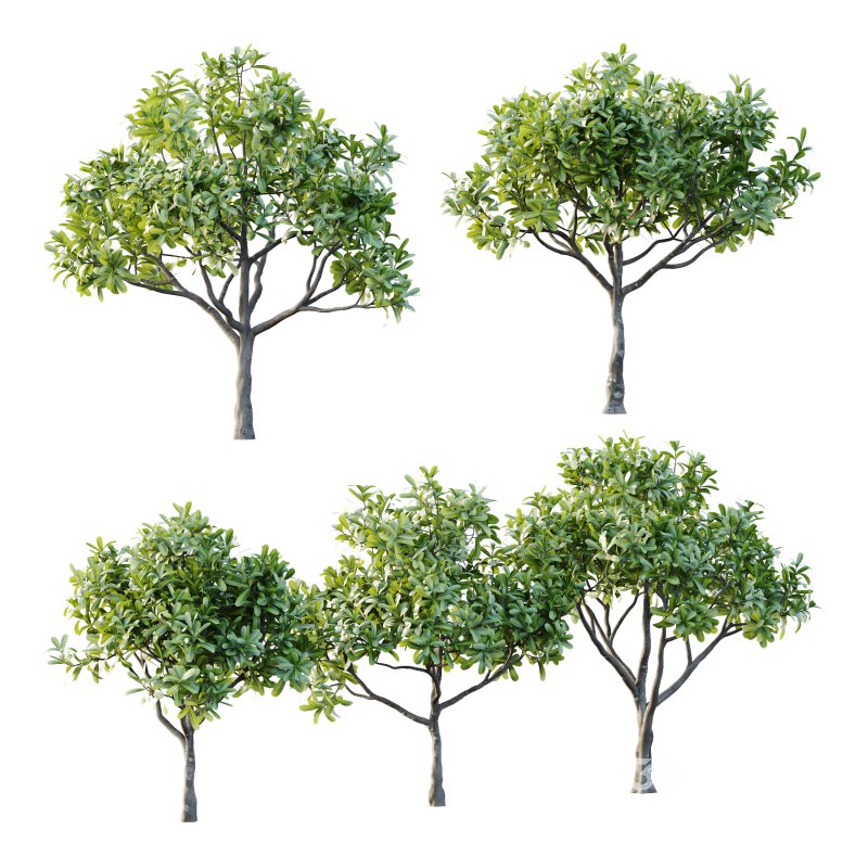 Plumeria Obtusa plant 02 Image 1