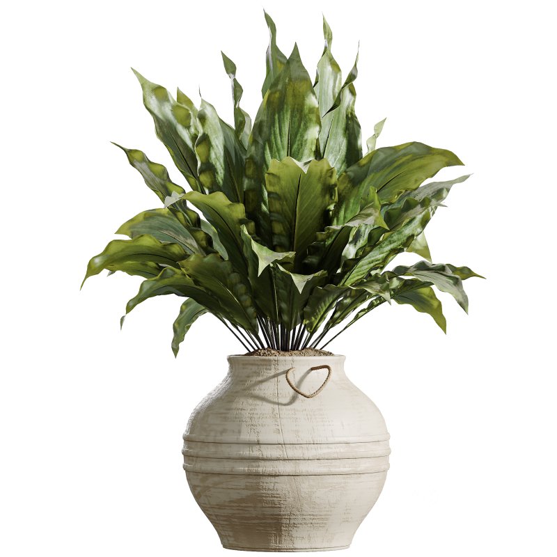 AV Indoor Plants Set 314 Spathiphyllum Wallisii and Cyara Areca Palm and Euphorbia Drupifera Image 4