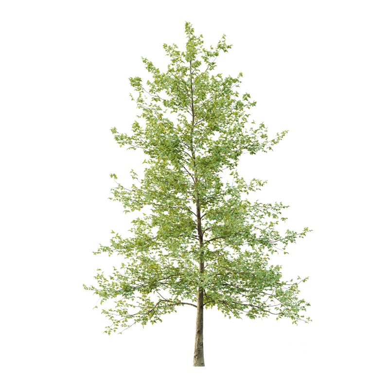 Sycamore Platanus Tree 04 Image 2