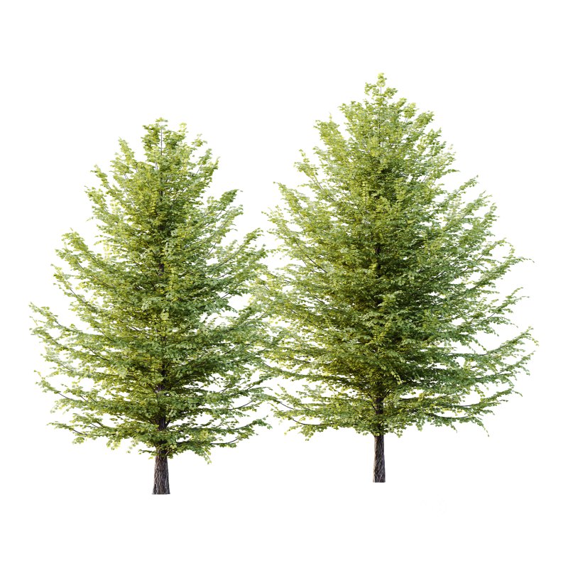 Tilia platyphyllos Tree 12 Image 3