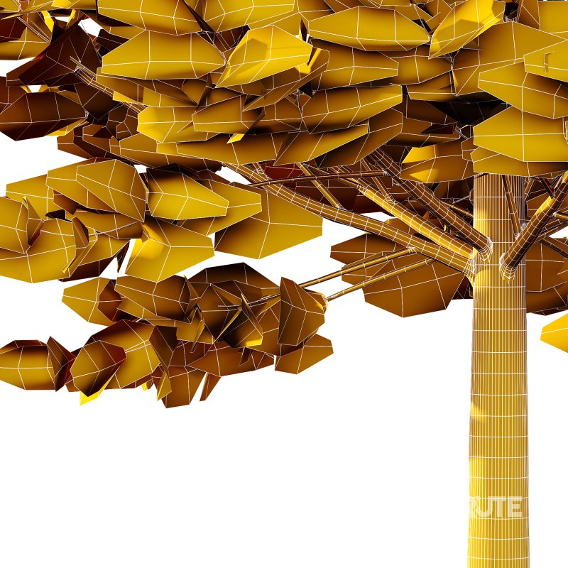 Tilia platyphyllos Tree 06 Image 1