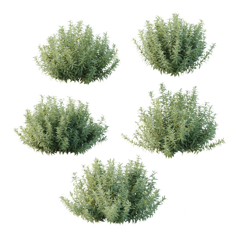 Echium candicans Pride of Madeira Bush 01 Image 2