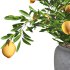 Indoor Bonsai Lemon Tree in Pot - Thumbnail 3