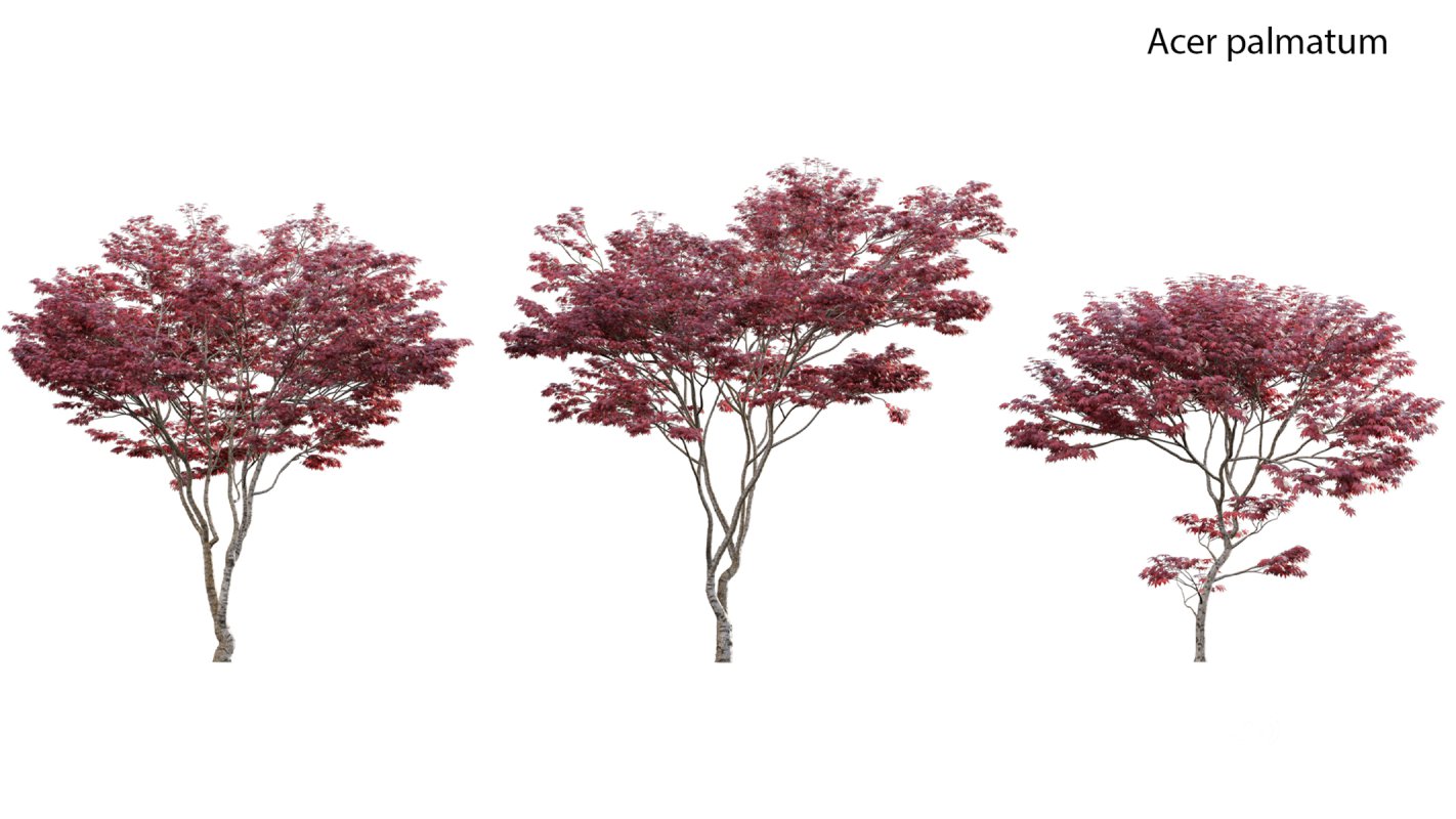 Collection 17 – Chinese garden Image 4