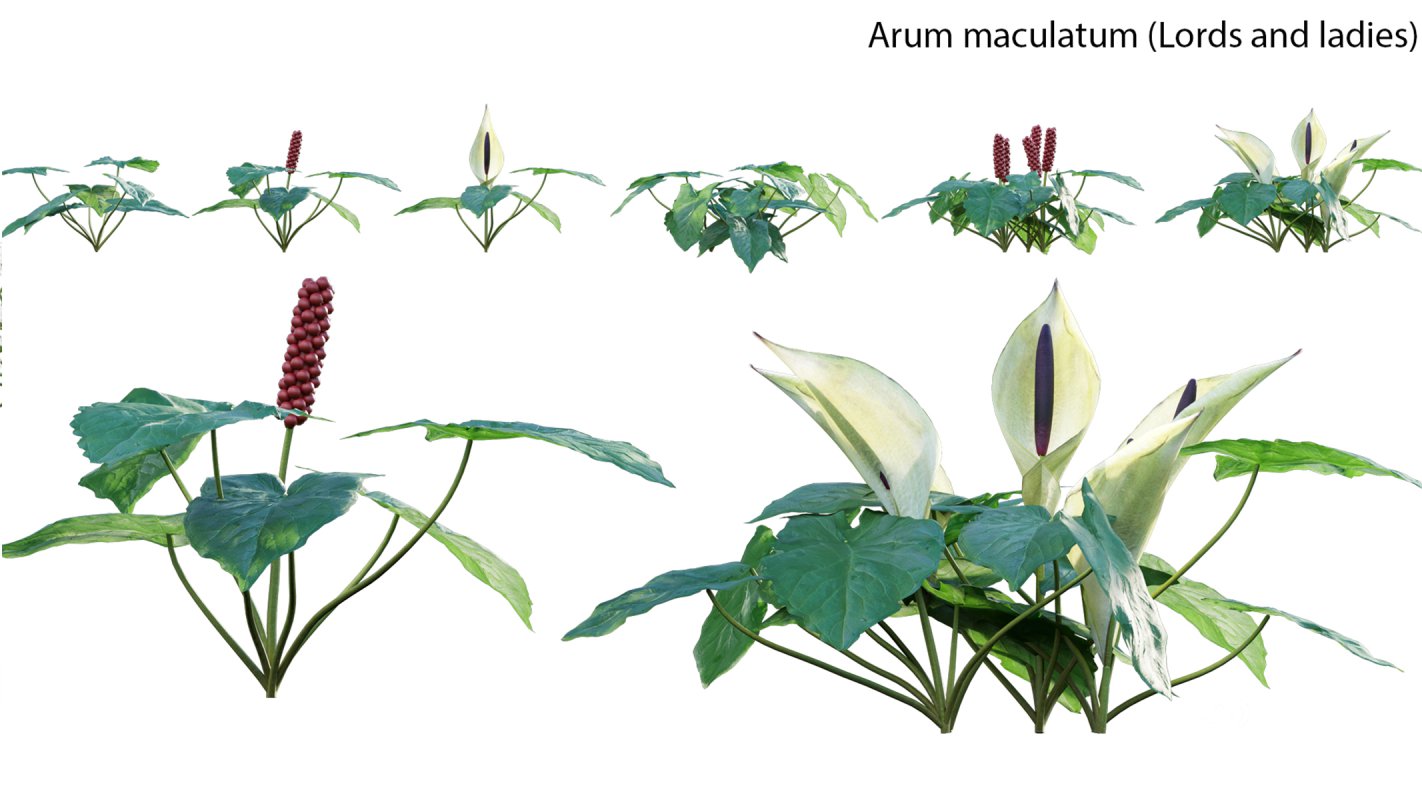 Collection 14 – English Garden Image 14