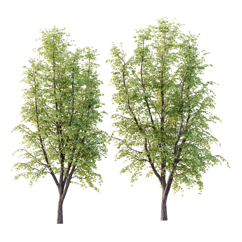 Tilia platyphyllos Tree 08 Image 1