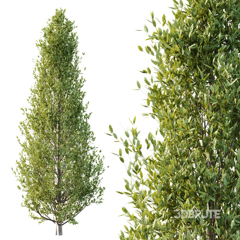 Different Trees 49 Image 3