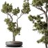 AV Indoor Plants Set 316 Retusa Microcarpa Bonsai Ginseng and Pinus Pentaphylla Bonsai - Thumbnail 1