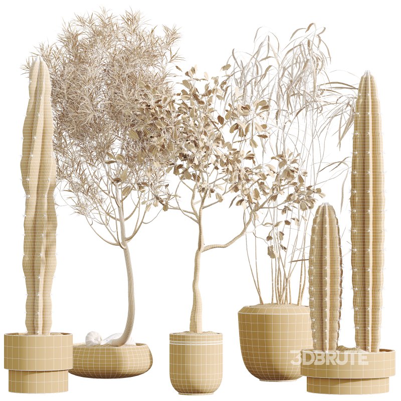 AV Indoor Plants Set 344 Ficus Marginata and Cactus Euphorbia Trigona Image 12