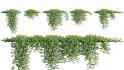 Collection 11 – Ground cover – Vines and Creepers - Thumbnail 31