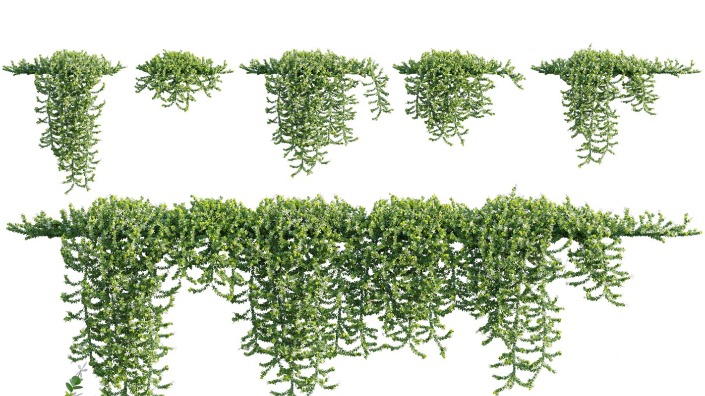 Collection 11 – Ground cover – Vines and Creepers Image 31