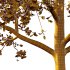Tilia platyphyllos Tree 01 - Thumbnail 2