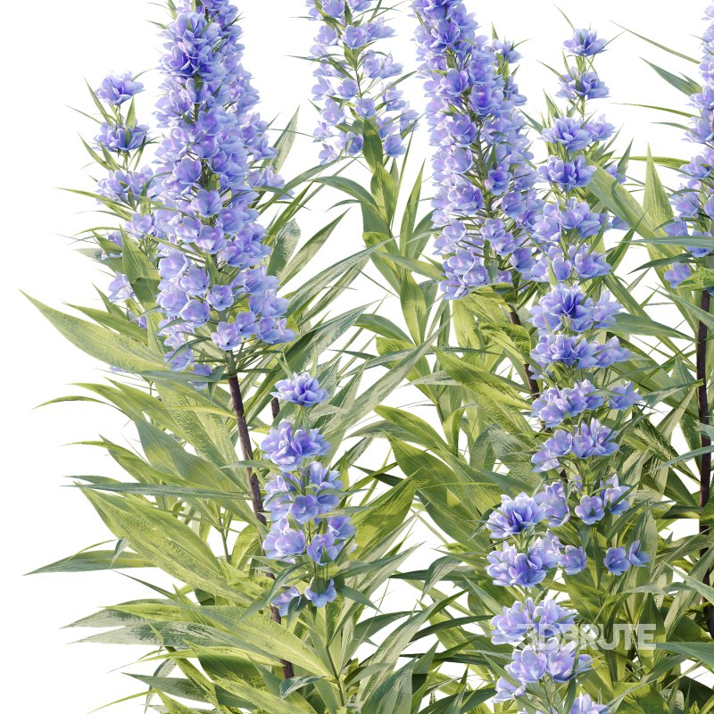 Echium candicans Pride of Madeira Bush 05 Image 6