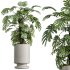 AV Indoor Plants Set 329 Euphorbia Drupifera and Spathiphyllum Lily and Monstera Deliciosa - Thumbnail 6