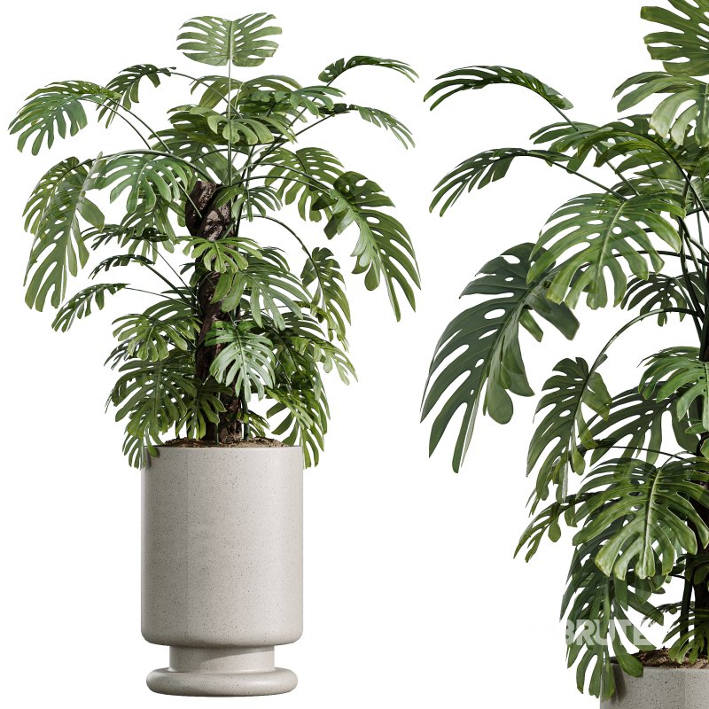 AV Indoor Plants Set 329 Euphorbia Drupifera and Spathiphyllum Lily and Monstera Deliciosa Image 6