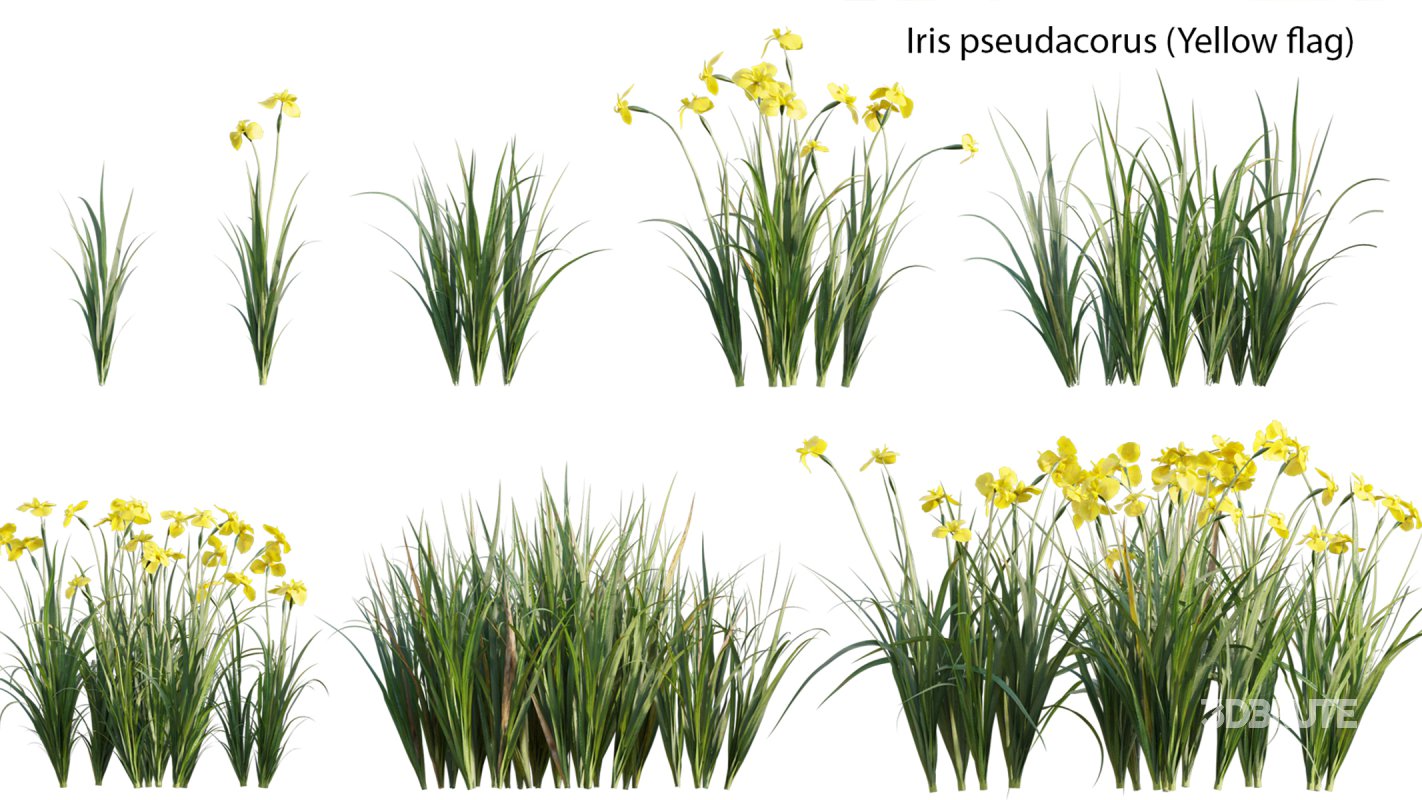 Collection 14 – English Garden Image 26