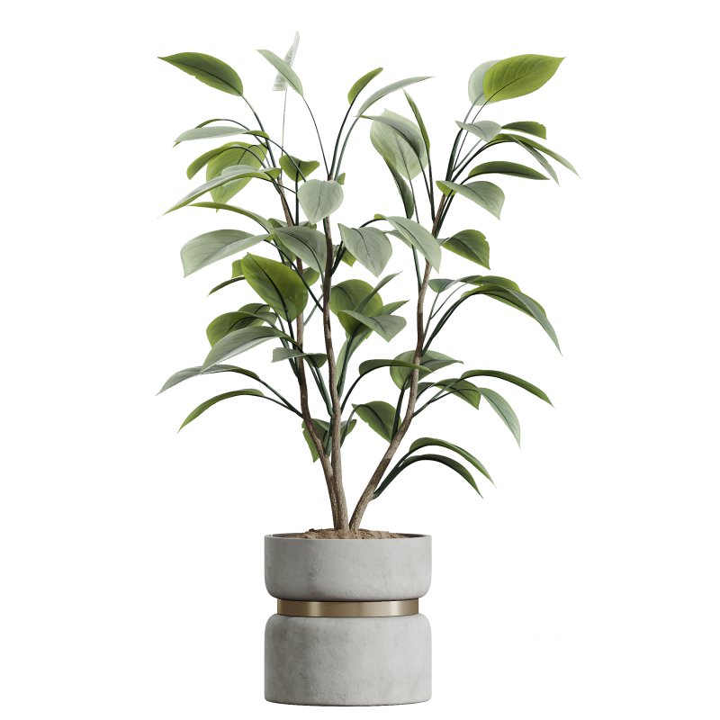 AV HousePlants Ficus lyrata Fiddle Leaf Fig Moraceae02 Image 2