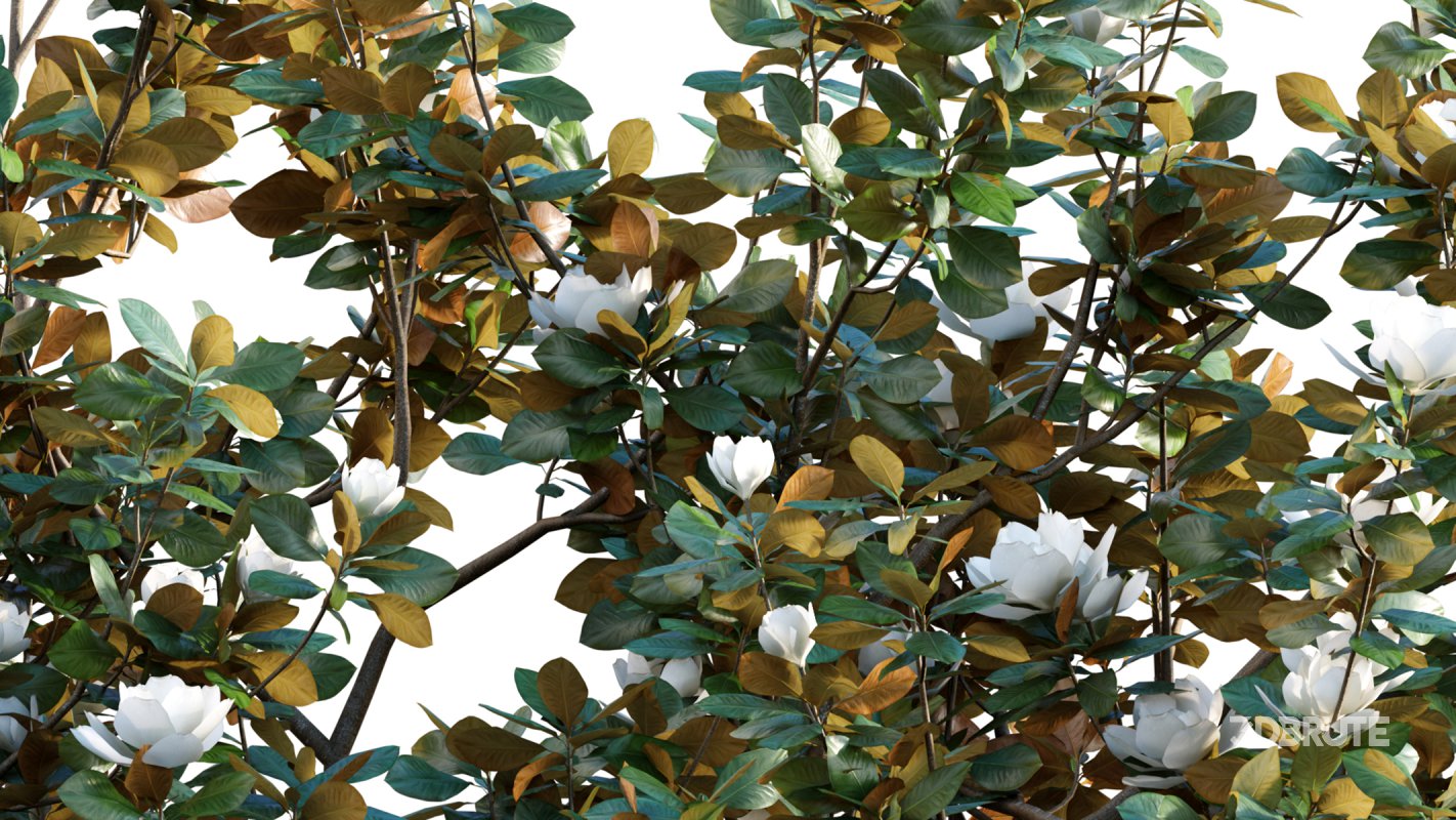 Collection 17 – Chinese garden Image 17