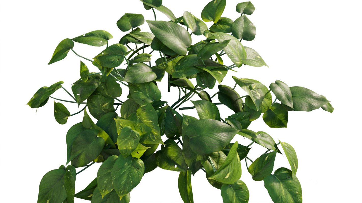 Collection 07 – Central America Garden Image 6