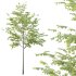 Celtis australis Tree 01 - Thumbnail 6