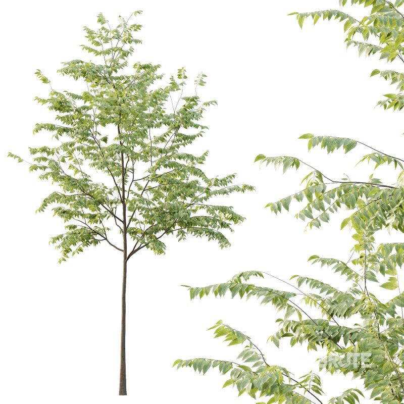 Celtis australis Tree 01 Image 6