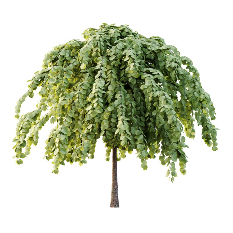 Tilia platyphyllos Tree 14 Image 2