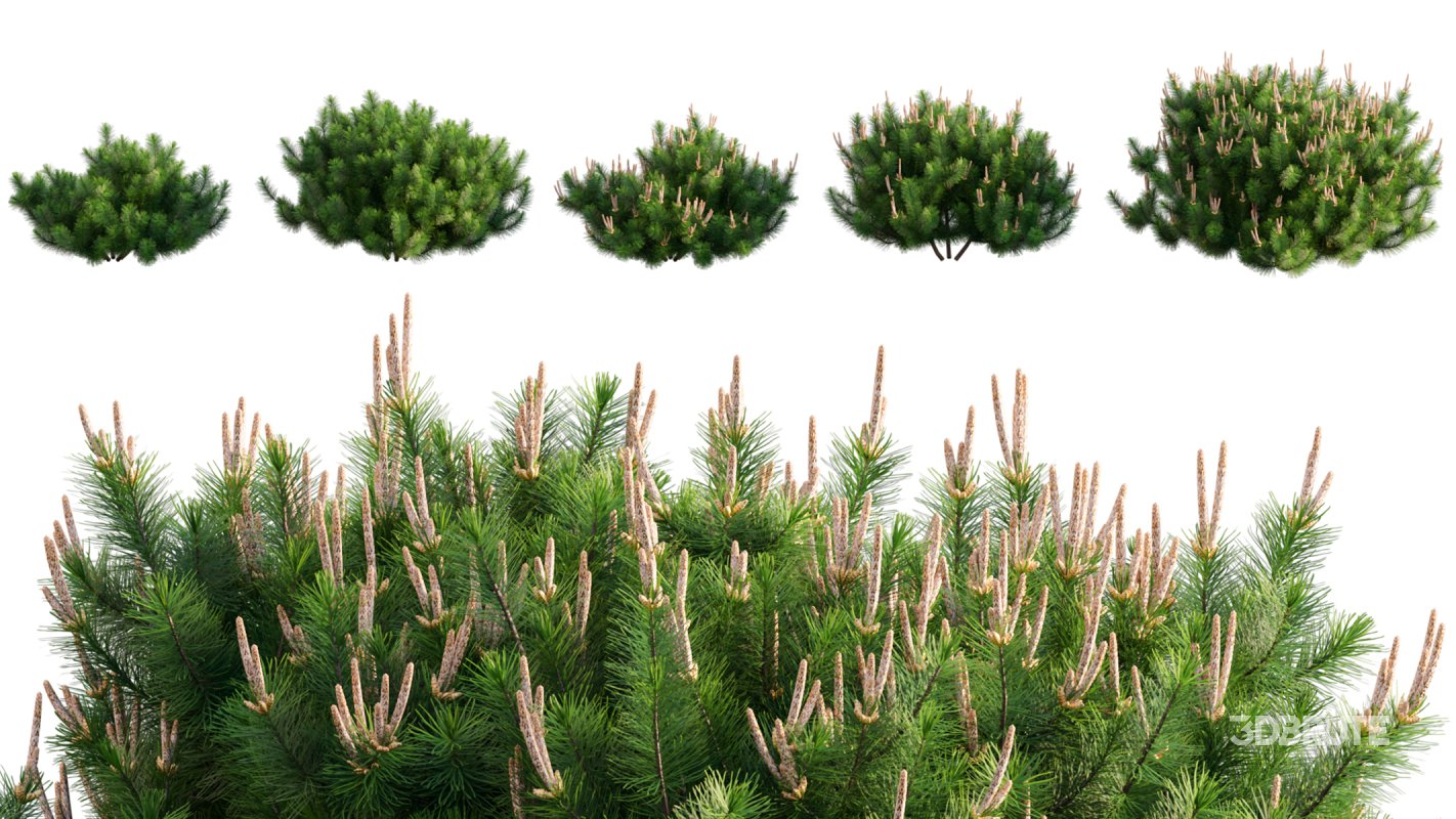 Collection 06 – Japanese Garden Image 13