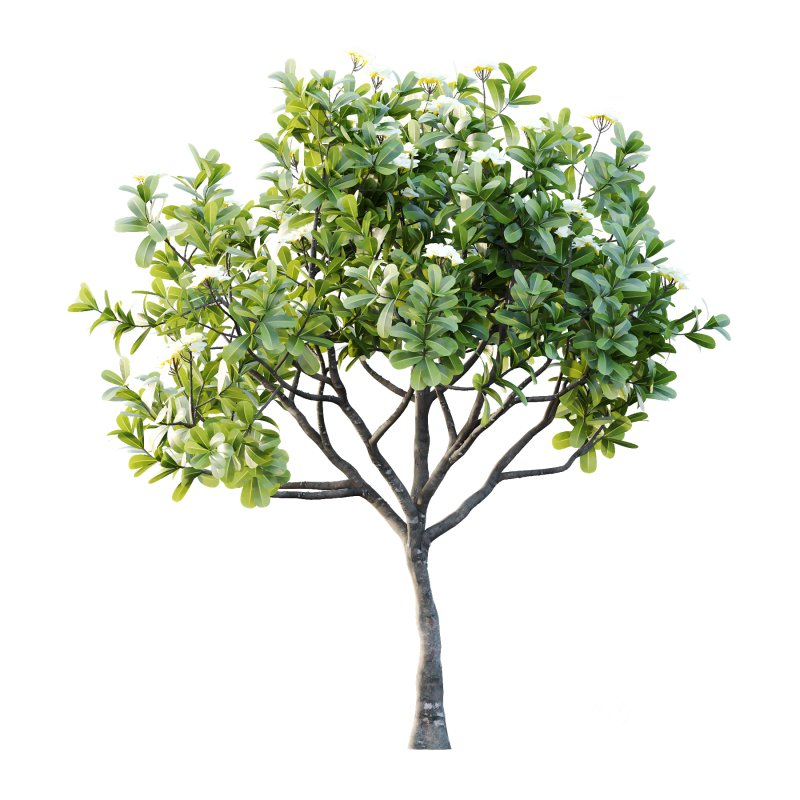 Plumeria Obtusa plant 04 Image 2