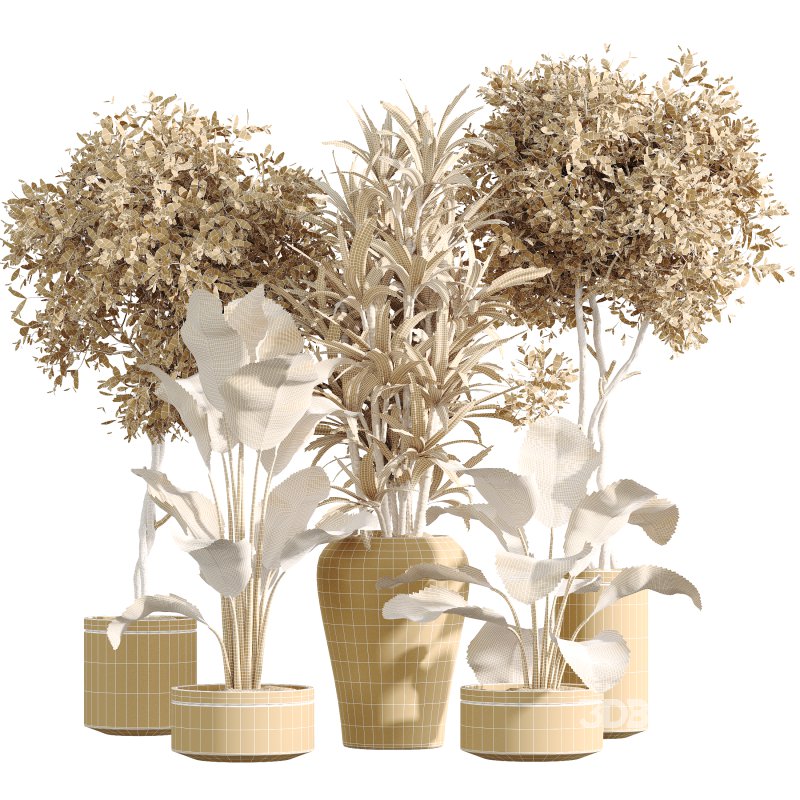 AV Indoor Plants Set 257 Dracaena Marginata and Olive and Bird of paradise Image 8