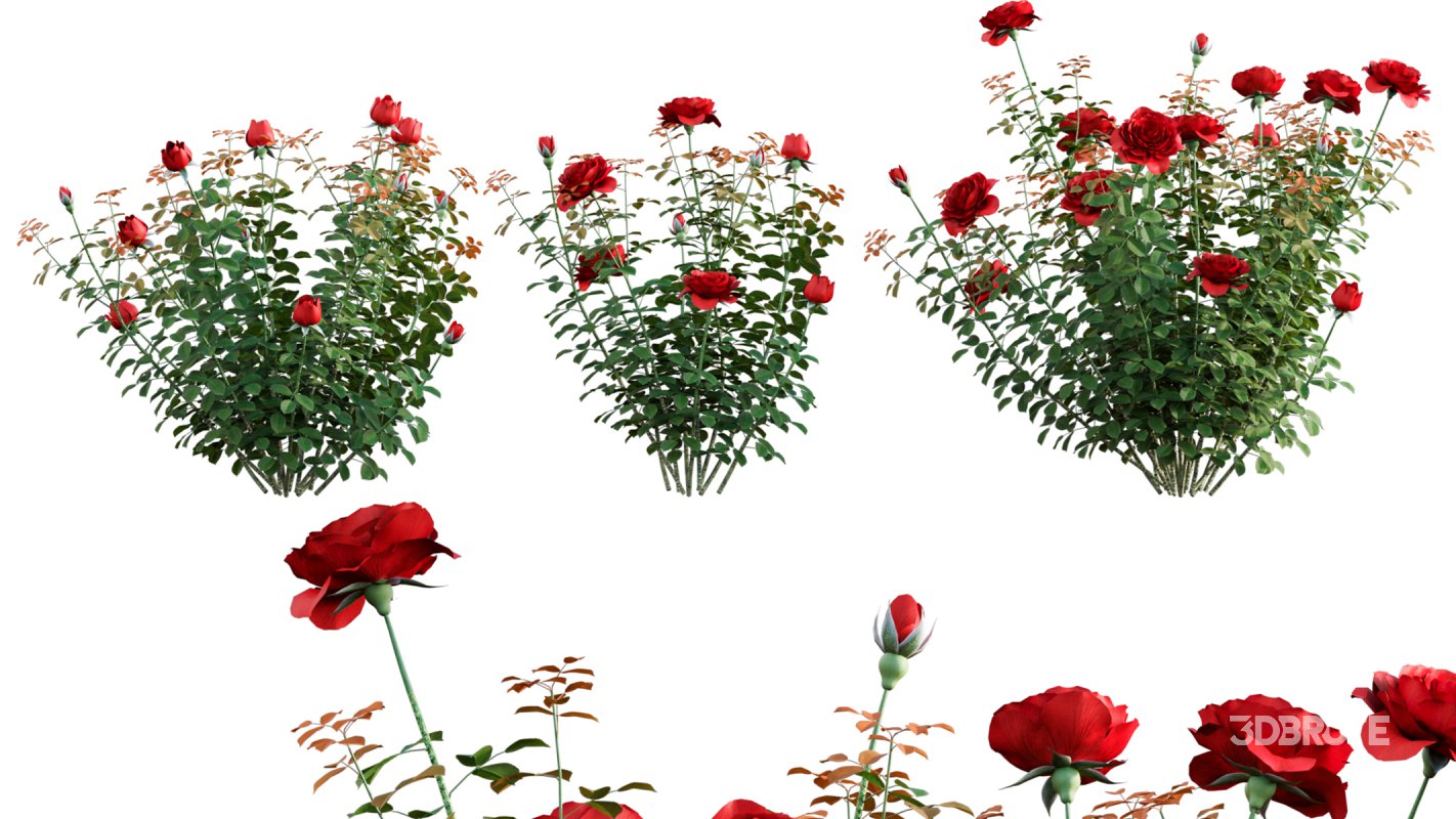 Collection 08 – Rose Garden Image 11