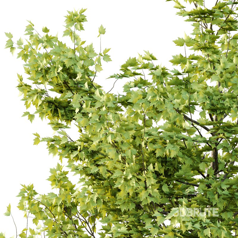 Sycamore Platanus Tree 03 Image 5