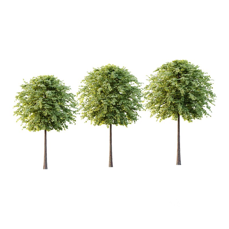 Tilia platyphyllos Tree 13 Image 1