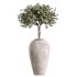 AV Indoor Plants Set 348 Olive Tree and Rhapis Excelsa Lady Palm and Warneckii Lemon - Thumbnail 4