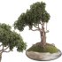 Bonsai - Thumbnail 2