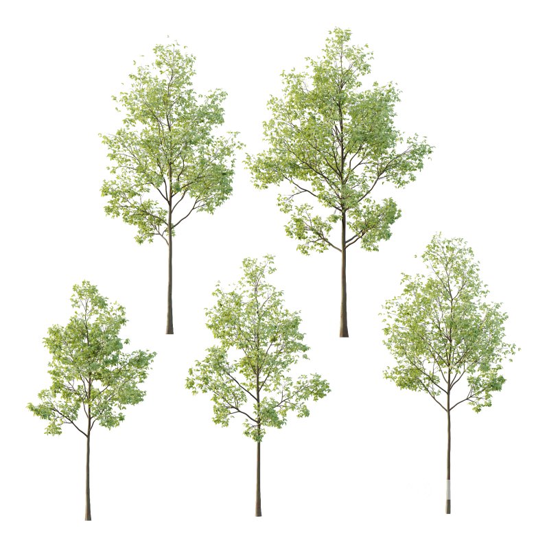 Celtis australis Tree 02 Image 5