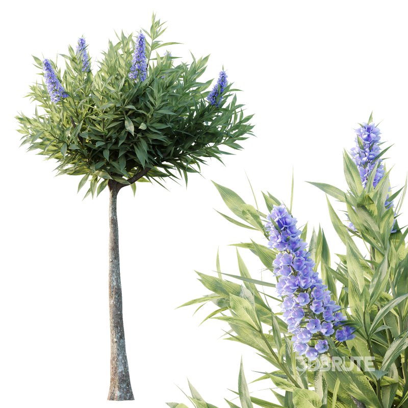 Echium candicans Pride of Madeira Bush 08 Image 7