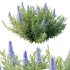 Echium candicans Pride of Madeira Bush 03 - Thumbnail 2